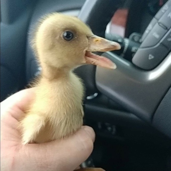 Meet your Posher Dawn - Picture 6 of 9